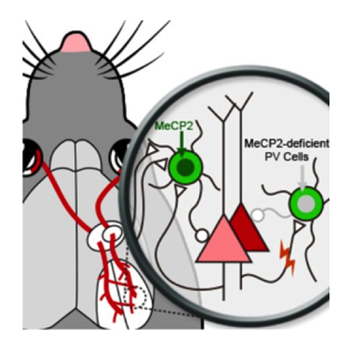【论文故事】狙击发育“关键期”，探秘大脑可塑性