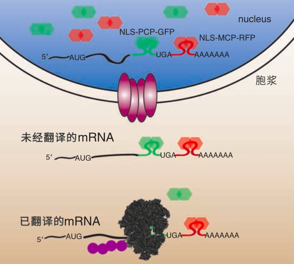 【论文故事】给蛋白质生产线加个“监工”