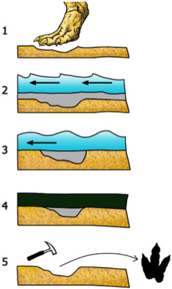 为什么恐龙化石与恐龙脚印很少在同一地点发现？