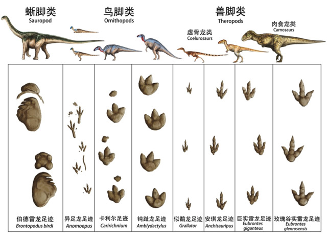 为什么恐龙化石与恐龙脚印很少在同一地点发现？