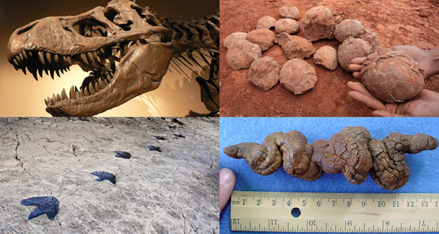 为什么恐龙化石与恐龙脚印很少在同一地点发现？