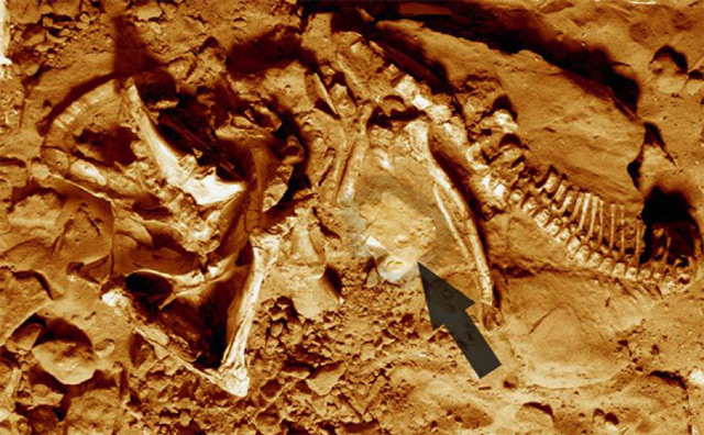 为什么恐龙化石与恐龙脚印很少在同一地点发现？