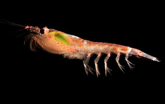 krill 4.jpg