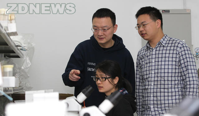 【菠萝科学奖】小果蝇如何找吃的？