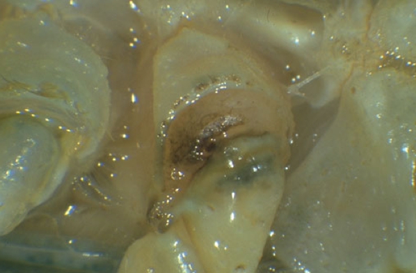 病毒，真菌，寄生虫：入侵物种的“生物武器”