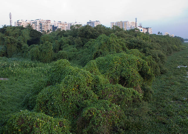 病毒，真菌，寄生虫：入侵物种的“生物武器”