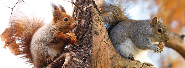 病毒，真菌，寄生虫：入侵物种的“生物武器”
