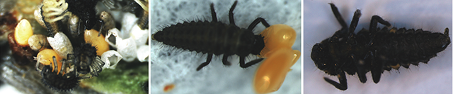 病毒，真菌，寄生虫：入侵物种的“生物武器”