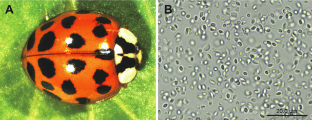病毒，真菌，寄生虫：入侵物种的“生物武器”