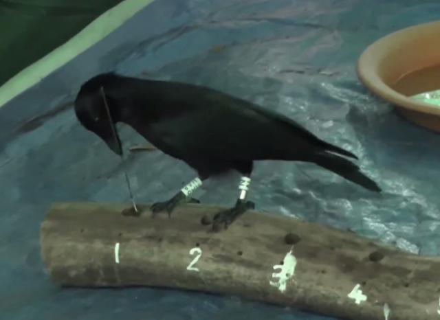 用完东西随手乱丢？你可能还不如一只乌鸦