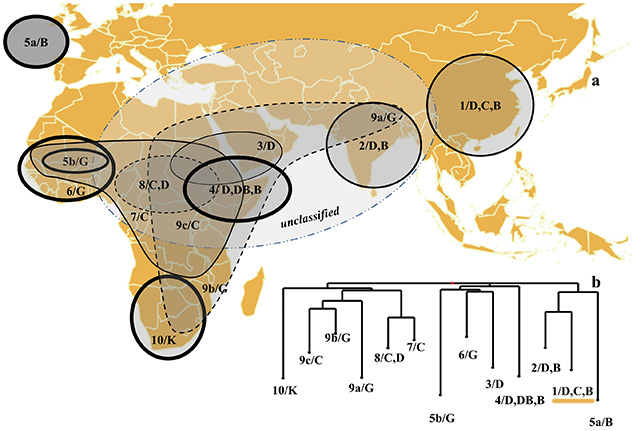 高粱：从非洲来的“毒品”还是希望？