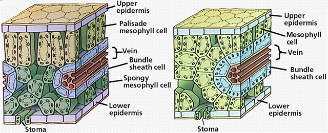 高粱：从非洲来的“毒品”还是希望？