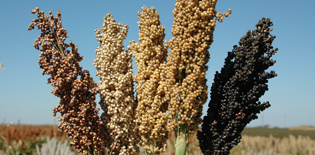 高粱：从非洲来的“毒品”还是希望？