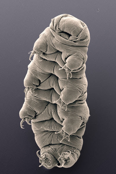 “杀不死”的水熊虫是何方神圣？