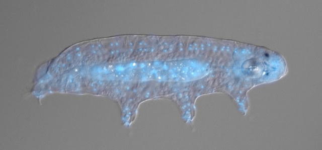 “杀不死”的水熊虫是何方神圣？