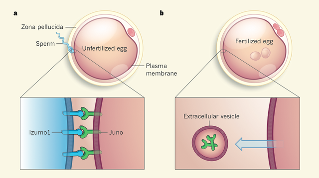 【论文故事】精子遇到卵子的那一刻，发生了什么？