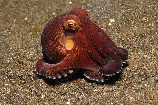 章鱼吸盘的秘密