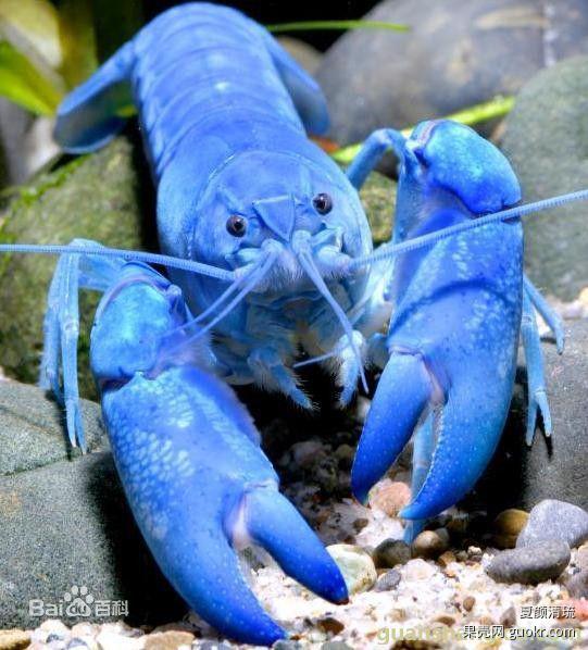 那些关于小龙虾的传言，你都信了吗？