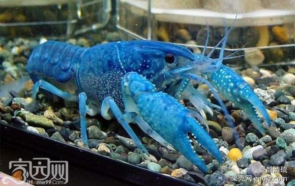 那些关于小龙虾的传言，你都信了吗？