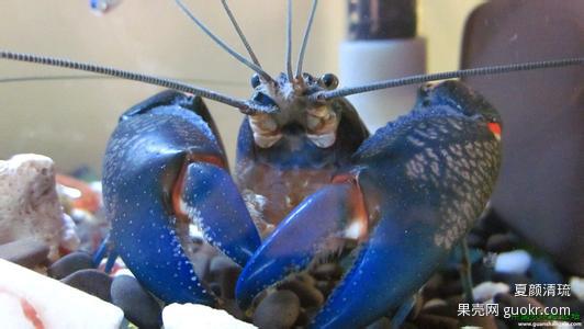 那些关于小龙虾的传言，你都信了吗？