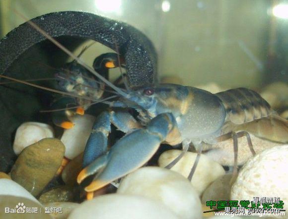 那些关于小龙虾的传言，你都信了吗？