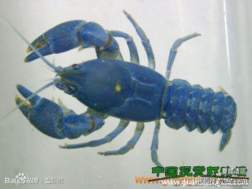 那些关于小龙虾的传言，你都信了吗？