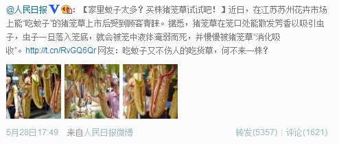 猪笼草，并非灭蚊能手