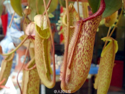 猪笼草，并非灭蚊能手