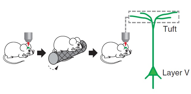 睡眠如何促进学习？
