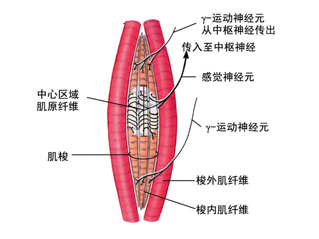 神曲、神舞与神经