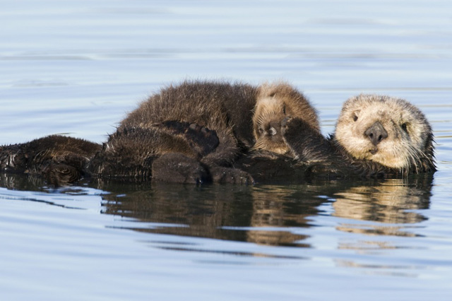 养大一只小海獭需要多少能量？