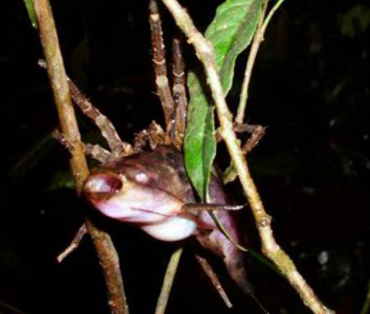 捕鱼蛛：退而结网，不如临渊吃鱼