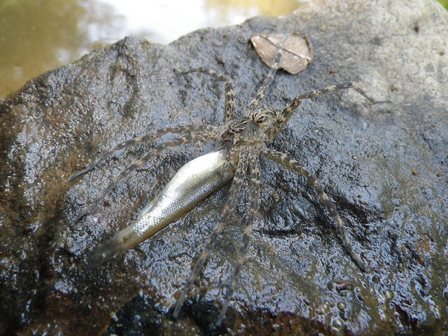 捕鱼蛛：退而结网，不如临渊吃鱼