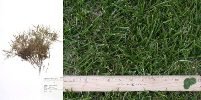 【世界杯专辑】你了解世界杯球场上的草吗？