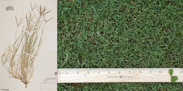 【世界杯专辑】你了解世界杯球场上的草吗？