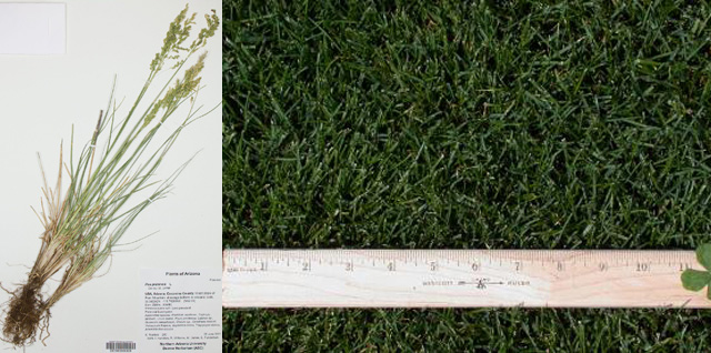 【世界杯专辑】你了解世界杯球场上的草吗？