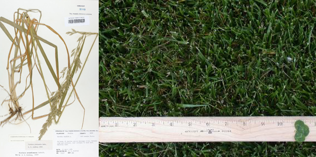 【世界杯专辑】你了解世界杯球场上的草吗？