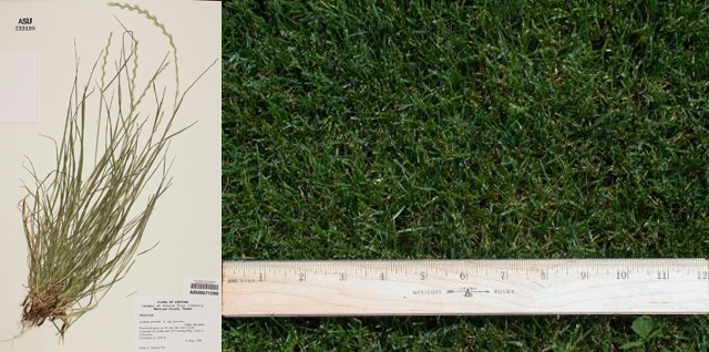 【世界杯专辑】你了解世界杯球场上的草吗？