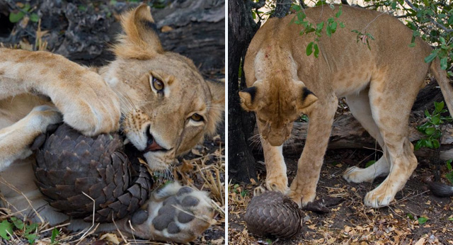 特大走私案频发：穿山甲缘何被残害？