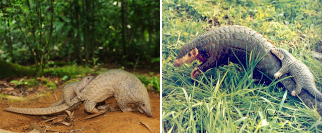 特大走私案频发：穿山甲缘何被残害？