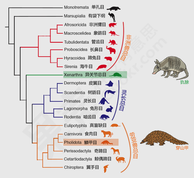 特大走私案频发：穿山甲缘何被残害？