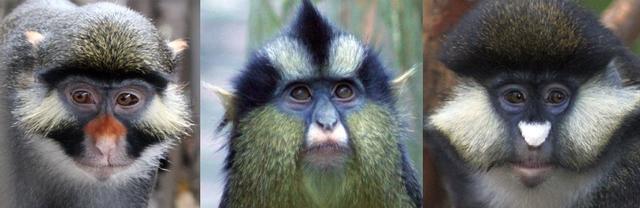 长尾猴：不像我的，我不爱