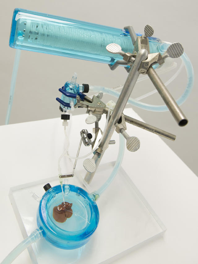 新型冷冻技术延长移植用肝脏的保存期限