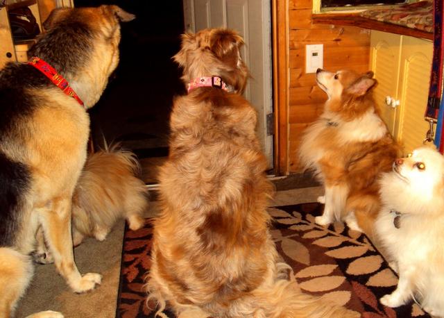 狗是怎么知道时间的？