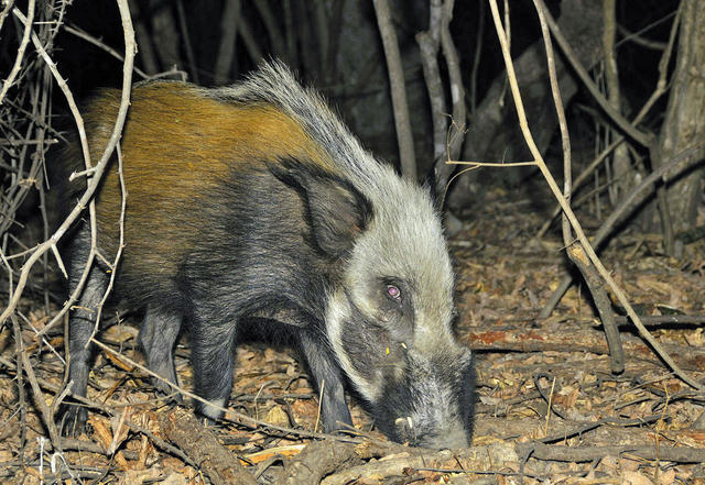 狗真的会传播埃博拉吗？