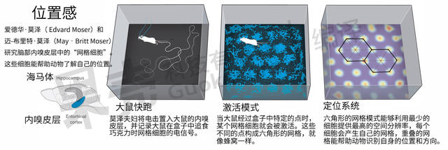 【2014诺贝尔奖】生理学或医学奖揭晓