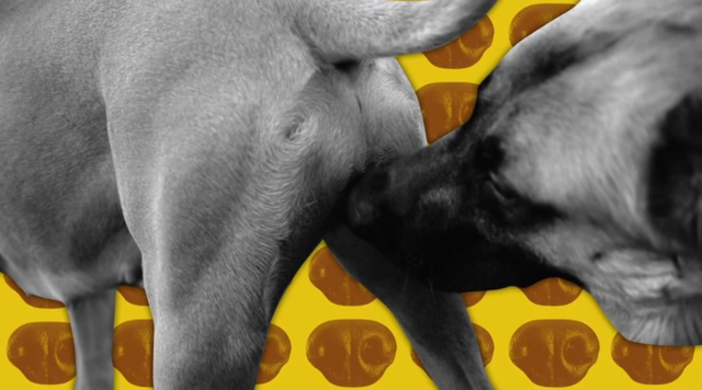 汪星人：闻屁股其实是一种交流