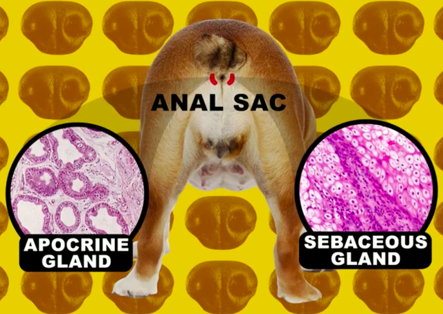 汪星人：闻屁股其实是一种交流