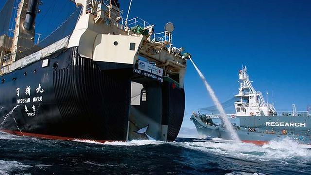 024499-topshots-australia-japan-whaling.jpg