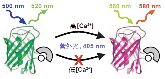 【论文故事】给神经活动拍个“钙片”